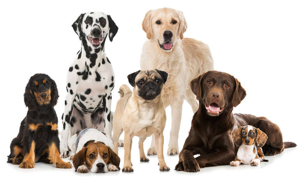pet sitter services for pets in madison paw pals