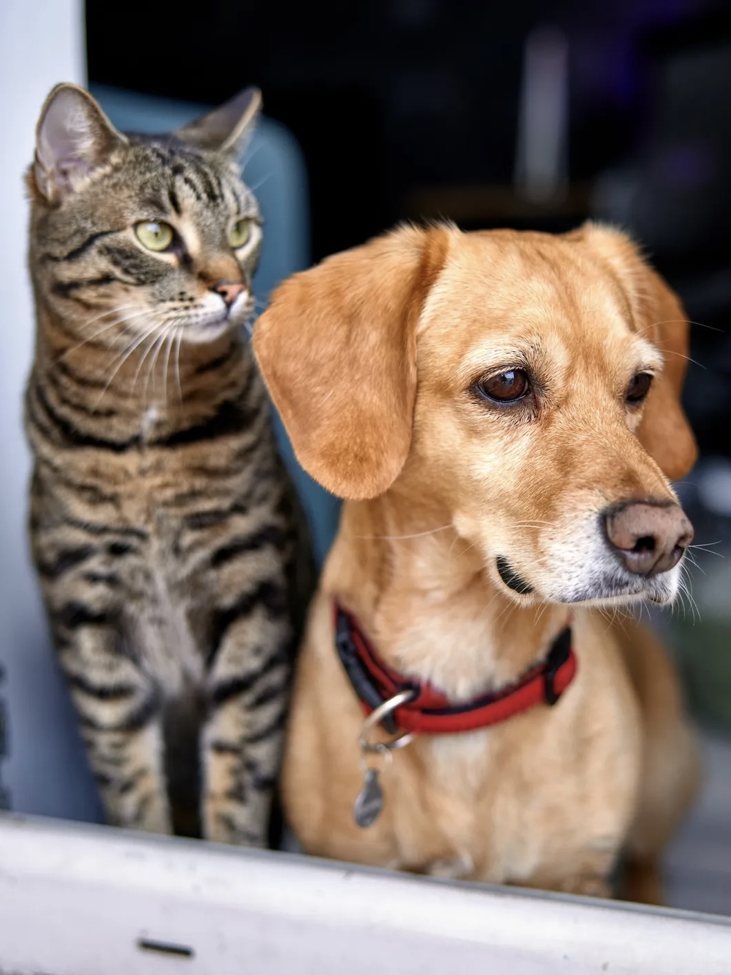 pet sitters madison wisconsin